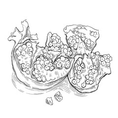 Sketch of garnet. Vector illustration.