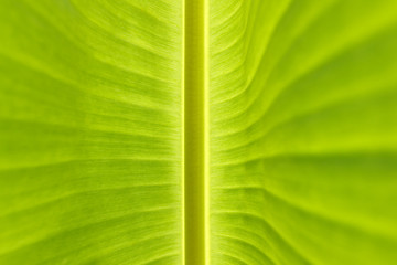 banana leaf background