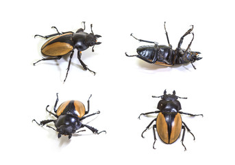 set of  bug in genus Odontolabis