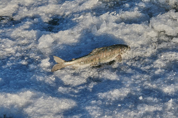 Fototapeta premium catch of fish on ice fishing
