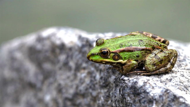 Green edible frog sits on a stone