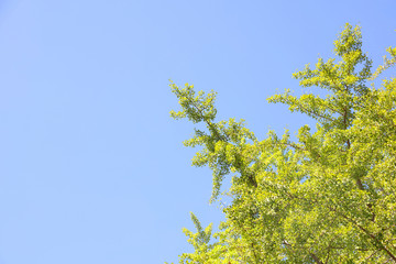 秋の木々と青空