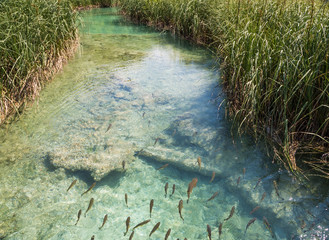 Fish in the clean, clear water