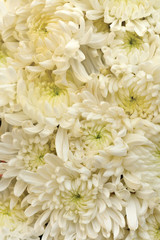 White Chrysanthemum Flower as background texture (Chrysanthemum