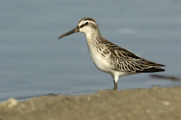 Broad-billed Sandpiper