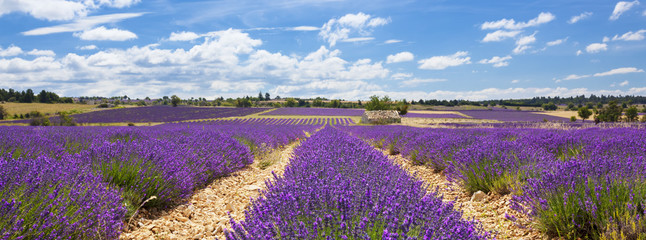 Panoramic view of lavender field and cloudy sky - obrazy, fototapety, plakaty