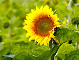 Color DSLR close up image of a blooming yellow sunflower in a green field