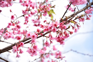 thailand Sakura pink flower in ChiangMai, Ang Khang