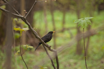 male blackbird  (Turdus merula) sitting on a branch