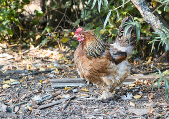 Colorful chicken 