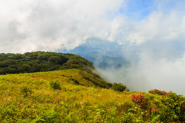 Beautiful mountain and fog  at Doi inthanon in Chiangmai province,Thailand