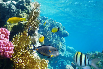 coral colony on a reef
