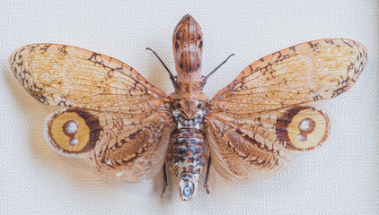 close-up fonarnitsa laternariya (laternaria laternaria), Tingo M