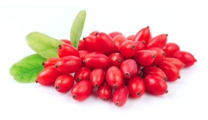 Barberry with leaves