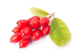 Barberry with leaves