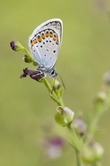 butterfly on flower