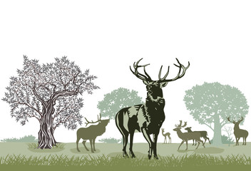 Hirschrudel © scusi