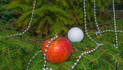 Apple in pine tree preluding Christmas