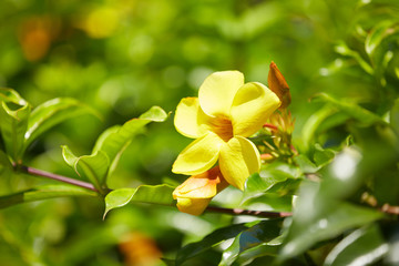 Obraz premium flowering plants in Vietnam