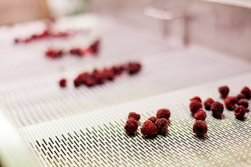 frozen raspberry processing business