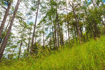 Fototapeta premium Misty pine forest on mountain