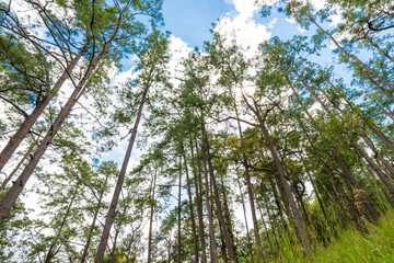 Pine tree on sub alpine mountain forest