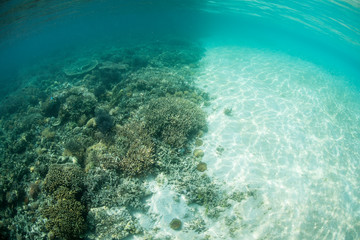 Coral Encroaches Upon a Sand Flat in Pacific