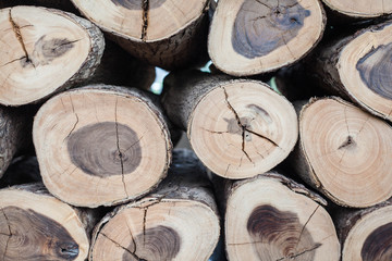 Fototapeta premium Wood log
