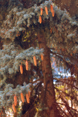 Cones on a Tree