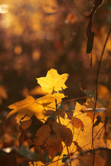 tree with autumn leaves