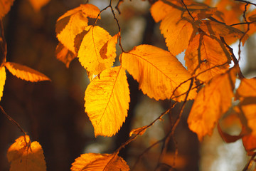 Obraz premium the autumn leaves