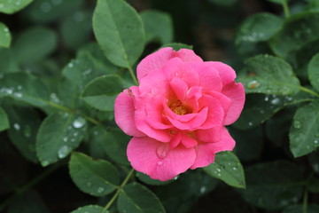 Pink rose 