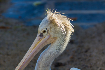 Grey Pelican (Pelecanus rufescens)
