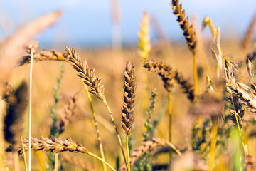 Fototapeta premium Ripe wheat ears on the field