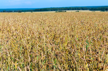 Panorama field of ripe wheat