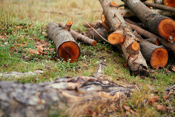 Obraz premium Wood pile from logger