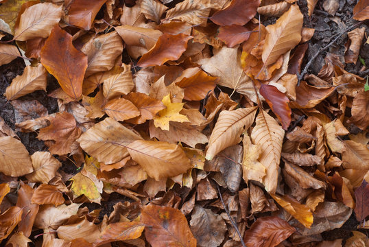 close up of fallen leaves in autumn