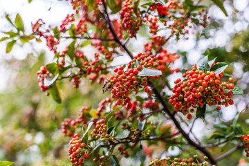 Fototapeta premium Herbst in Korea