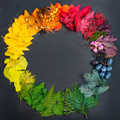 Collection of colorful natural objects shaped in the color wheel