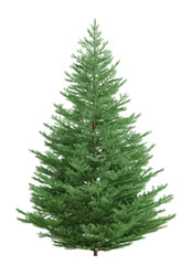 Fir tree isolated over white 3d rendering