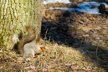 Squirrel eating nuts. Squirrel in the winter. Wildlife. Squirrel on naked branches, fluffy fur, wild rodent, animal in the forest. Beautiful squirrel