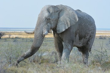 Naklejka na ściany i meble Afrikanischer Elefant im Etosha Nationalpark