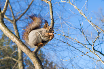 Squirrel eating nuts. Squirrel in the winter. Wildlife. Squirrel eats pine nuts. Squirrel on naked branches, fluffy fur, wild rodent, animal in the forest. Beautiful squirrel.