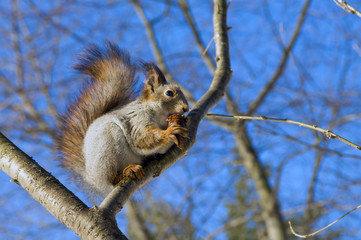 Naklejka na ściany i meble Squirrel eating nuts. Squirrel in the winter. Wildlife. Squirrel eats pine nuts. Squirrel on naked branches, fluffy fur, a wild rodent, the animal in the forest. Beautiful squirrel.