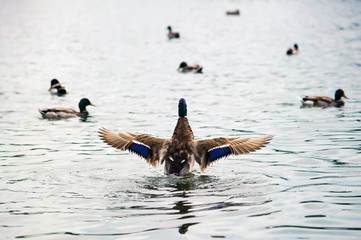 Duck flapping. Wings on the water. Wildlife. Waterfowl, lake with ducks, birds relationship.