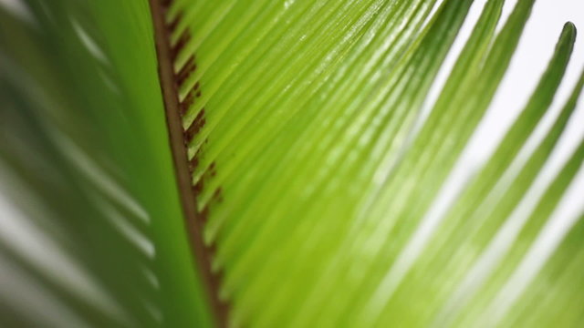 Panning over a long palm leaf displaying its pattern and following its stem