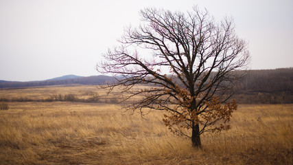 Lonely tree in field, autumn and bare tree, the tree without leaves, yellow, field, panorama of nature, the horizon.