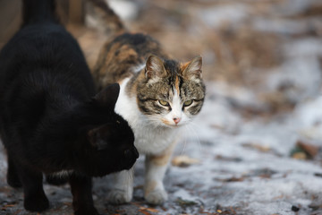 Family cats. A pair of lovers cats on the street. Outdoor cats in winter. Homeless cats. The life of wild cats.