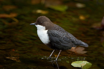 White throated dipper (Cinclus cinclus)