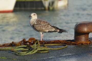 Silbermöwe